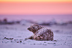 grey seal