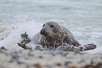 grey seal