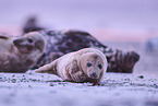 grey seal