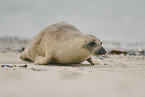 grey seal