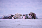 grey seal
