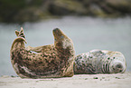 grey seal