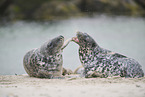 grey seal