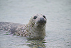 grey seal