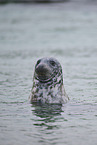 grey seal