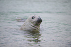 grey seal