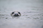 grey seal