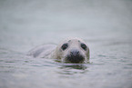grey seal