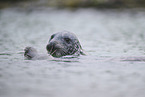 grey seal
