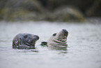 grey seal