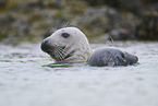 grey seal
