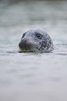grey seal