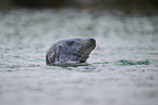 grey seal