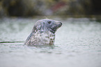 grey seal