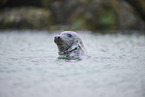 grey seal