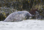 grey seal
