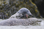 grey seal