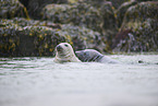 grey seal
