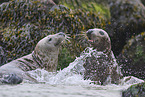 grey seal