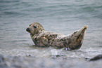 grey seal