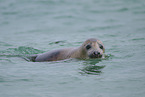 grey seal