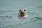 grey seal