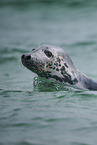 grey seal