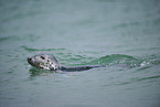 grey seal