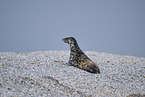 grey seal