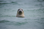 grey seal