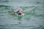 grey seal