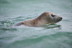 grey seal