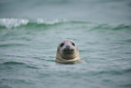 grey seal
