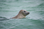 grey seal