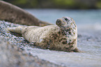 grey seal