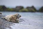 grey seal