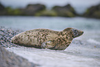 grey seal