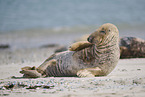 grey seal