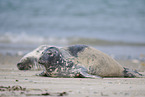 grey seal