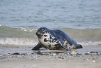 grey seal