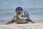 grey seal