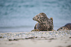 grey seal