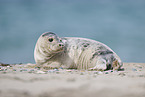 grey seal