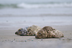 grey seal