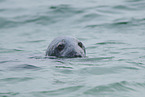 grey seal
