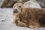 grey seal