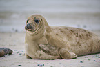 grey seal