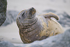 grey seal