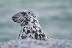 grey seal