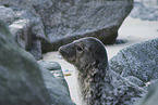 grey seal